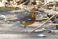 Orange-headed Thrush (01) - Copy.jpg