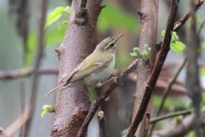 Greenish Warbler (02) - Copy.jpg