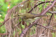 Kamchatka Leaf Warbler (02) - Copy.jpg