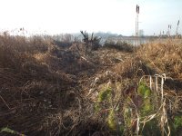 4.after cutting willow that was upturned east marsh Moors DSCF8282.jpg