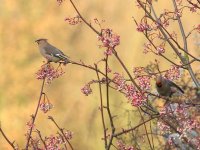 waxwings, witham 04-01-2017 5081.JPG