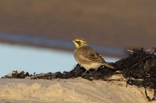 Shore-Lark-2R0A9599-05_01_2017.jpg