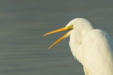 egret mouth.jpg