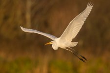 flying egret 2.jpg