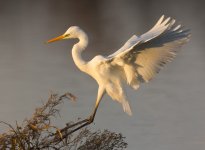 alightng egret.jpg