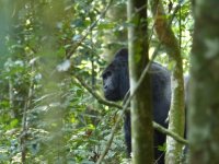 P1210922red1400 silverback portrait.jpg