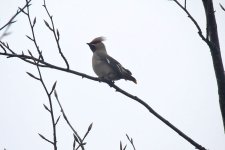 Waxwing_15_02_2017.jpg