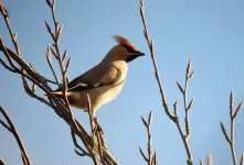 Waxwing2.jpg