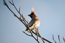 Waxwing3.jpg