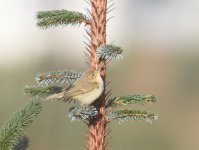 Chiffchaff_Girdle Ness_171216a.jpg