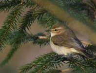 Chiffchaff_Girdle Ness_171216b.jpg