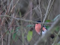 Bullfinch_Girdle Ness_140117a.jpg