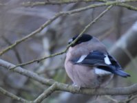 Bullfinch_Girdle Ness_140117b.jpg