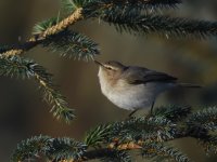 Chiffchaff_Girdle Ness_140117c.jpg