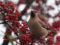 Waxwing_Torry_150117a.jpg