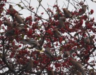 Waxwing_Torry_150117b.jpg