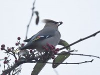 Waxwing_Torry_150117c.jpg