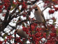 Waxwing_Torry_150117d.jpg