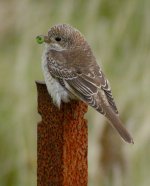 Woodchat_dan_web3.jpg