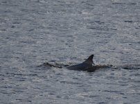 BN Dolphin_Girdle Ness_040217a.jpg