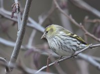 Siskin_Girdle Ness_050217a.jpg