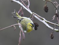 Siskin_Girdle Ness_050217c.jpg