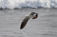 Band-tailed Gull ch 1.jpg