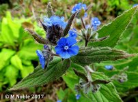 green alkanet ex IMG_6024 (800).JPG