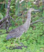 Bare throated Tiger Heron.jpg