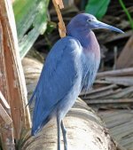 Little Blue Heron.jpg