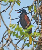 Montezuma's Oropendola.jpg