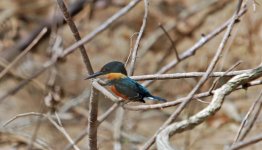 American Pygmy Kingfisher.jpg