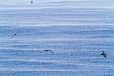 7D_2013-07-08_Lanyu_Bulwer's Petrel.jpg