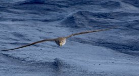 Cory's Shearwater (3 of 5).jpg