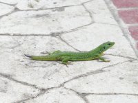 Balkan Green Lizard Nekromanteion.jpg