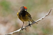 Red-fronted-Serin-Zorlar-(8)-fbook.jpg