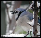 Blue Jay2 - ds - 16.10.06.jpg