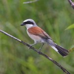 1 Red-backed Shrike 20170715.jpg