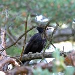 2 Black woodpecker 20170717.jpg