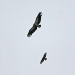 4 Griffon Vulture & Honey-buzzard 20170721.jpg