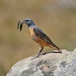 5 Rock thrush 20170728.jpg