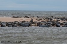 Foca-grigia.jpg