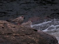 Rock Pratincole klein.jpg