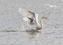 whooper swan-4679.jpg