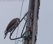 Accipiter_sp.JPG