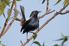 Indian-Robin-(20)-Fort-Aguada-fbook.jpg