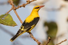 Indian-Golden-Oriole-(28)-fbook.jpg