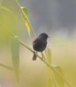 flycatcher2-1.jpg