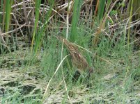 American Bittern klein.jpg