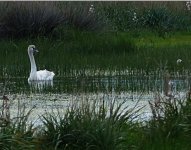 Mute Swan Kalloni SP 240318.JPG